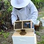 Abee Installing Bees at Pingree Farms