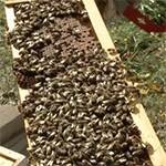 The Bees at Pingree Farms 2012!