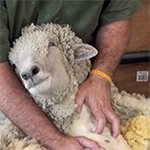 City Folks Shearing Sheep at Pingree Farms
