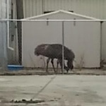 Emus in Detroit