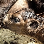 A Baby Calf was Born!