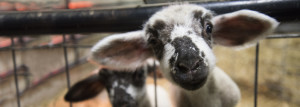 Pingree Farms Lamb