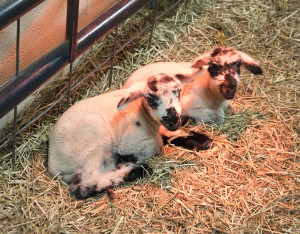Sheep Quadruplets