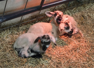 Sheep Quadruplets