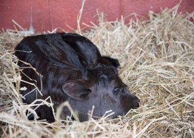 New Calf Sleeping in Hay