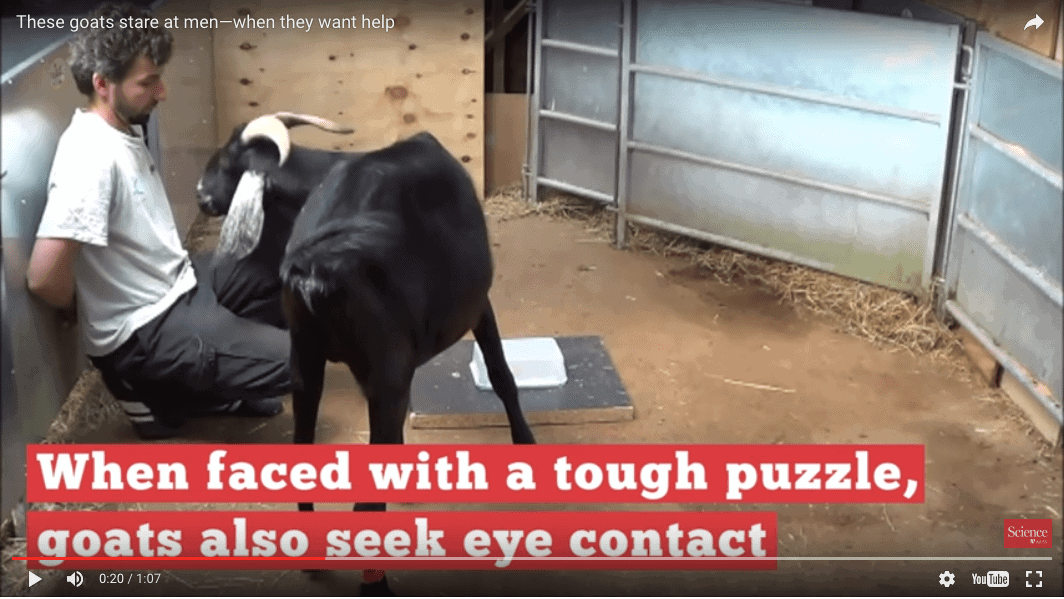 The Goats Who Stare at Humans