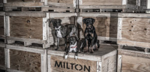 Milton, Laika, and Roxy in the kitting, packaging, and shipping department