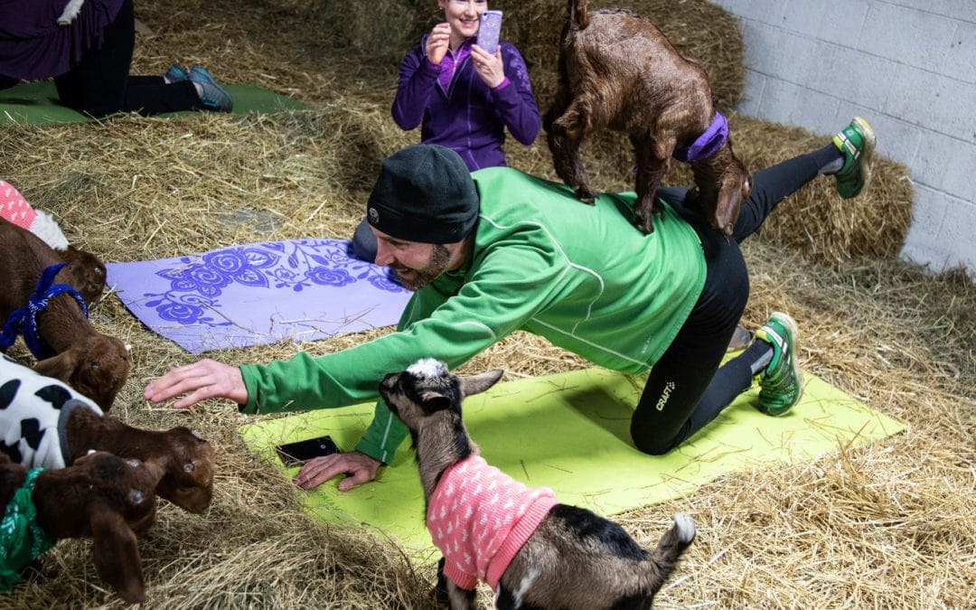 Pingree Farms Goat Yoga is over, but not forgotten!