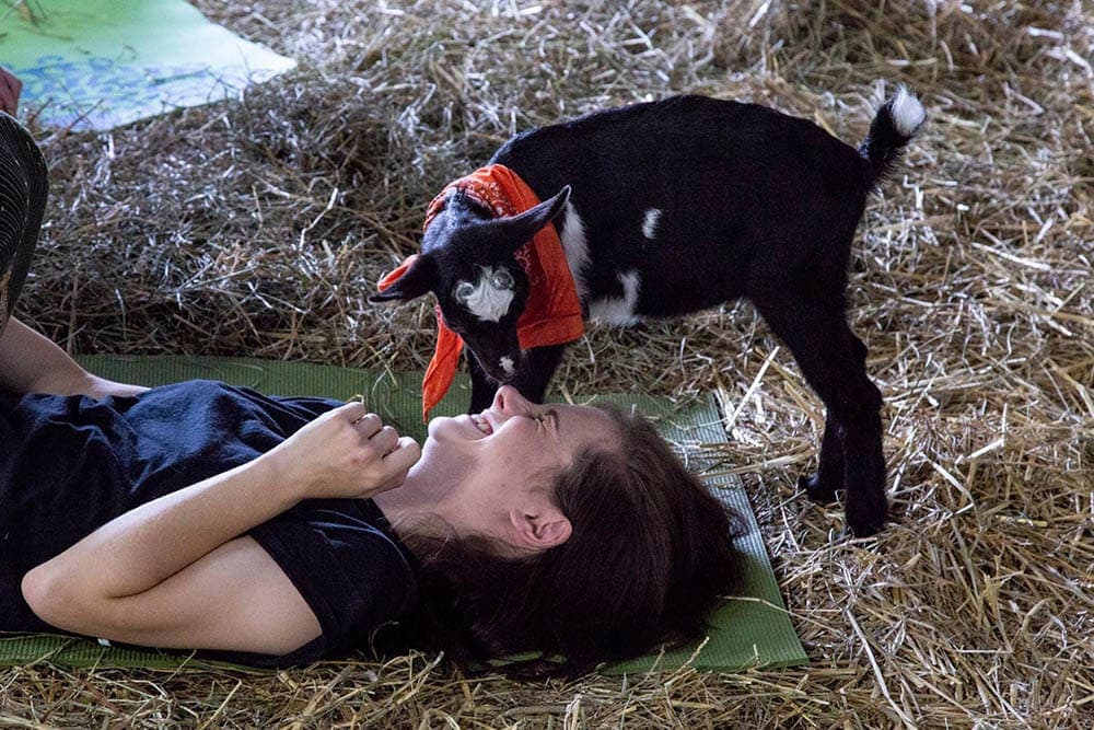 Holiday Goat Yoga Classes are B-A-A-A-C-K!